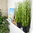 Kunstpflanze Gras 54 cm