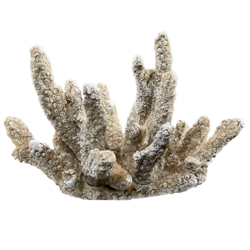 Deko Koralle aus Polyresin 16 cm Korallenfigur taupe